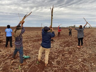 Governo cria comitê para acompanhar uso de agrotóxico em terras indígenas Governo cria comitê para acompanhar uso de agrotóxico em terras indígenas