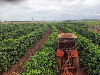 Carlos podia desistir, mas n&atilde;o larga caf&eacute; que a fam&iacute;lia cultiva h&aacute; 62 anos