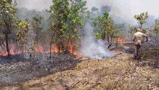 Cerrado perde cada vez mais vegeta&ccedil;&atilde;o em MS e p&otilde;e em risco o futuro do Pantanal