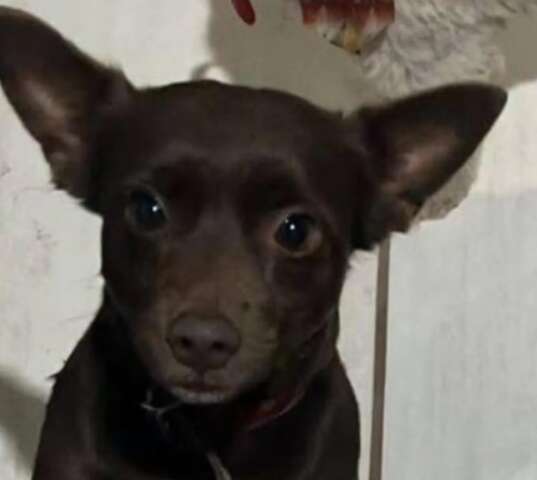 Fam&iacute;lia busca h&aacute; seis meses cachorro desaparecido no Jardim Monte L&iacute;bano