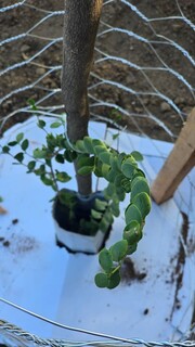 Professora &eacute; premiada por plantio de mudas raras em terra ind&iacute;gena de MS