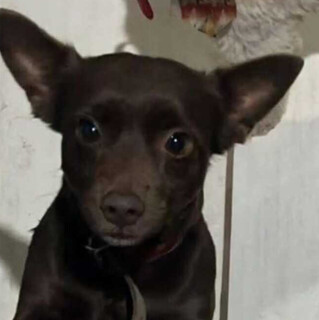 Fam&iacute;lia busca h&aacute; seis meses cachorro desaparecido no Jardim Monte L&iacute;bano
