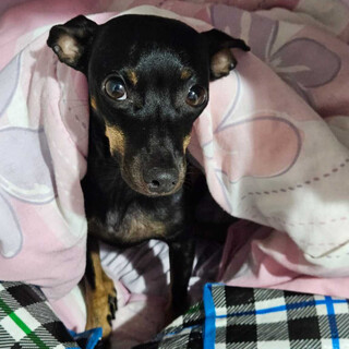 Pinscher foge de casa no Rancho Alegre e professora pede ajuda para encontr&aacute;-la 