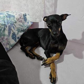Pinscher foge de casa no Rancho Alegre e professora pede ajuda para encontr&aacute;-la 