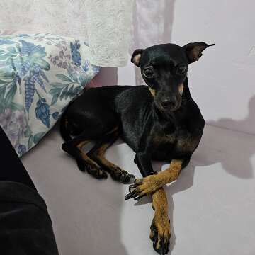 Pinscher foge de casa no Rancho Alegre e professora pede ajuda para encontr&aacute;-la 