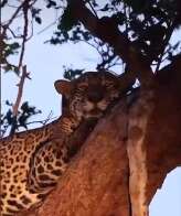 On&ccedil;a resgatada dos inc&ecirc;ndios, Itapira d&aacute; &agrave; luz a dois filhotes no Pantanal