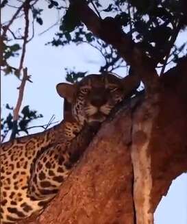 On&ccedil;a resgatada dos inc&ecirc;ndios, Itapira d&aacute; &agrave; luz a dois filhotes no Pantanal