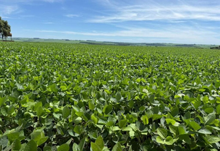 Colheita da soja em MS atinge 6,2% da &aacute;rea e avan&ccedil;a em ritmo desigual