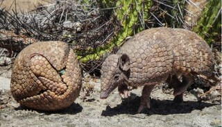 ONG convoca popula&ccedil;&atilde;o a mapear ocorr&ecirc;ncia e desaparecimento do tatu-bola