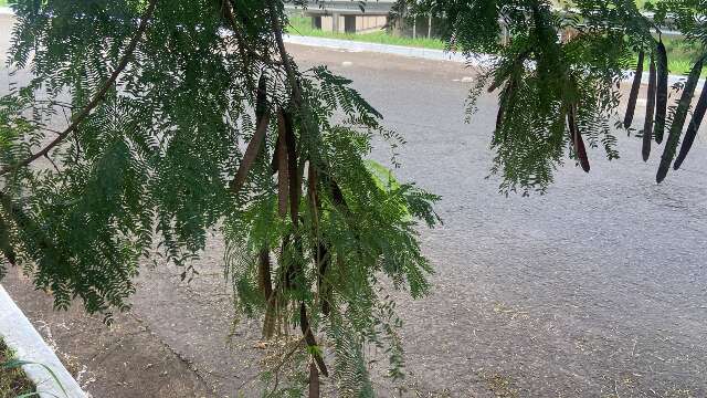 &Aacute;rvores invasoras ser&atilde;o removidas dos c&oacute;rregos Segredo, Bandeira e S&oacute;ter
