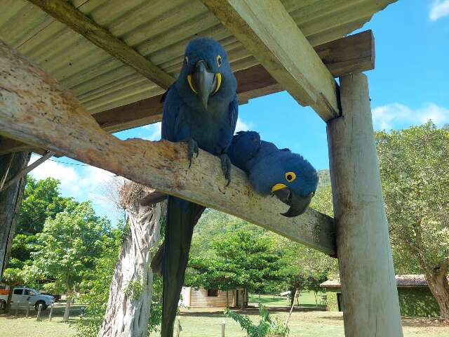 Selfies com araras viram infra&ccedil;&atilde;o ambiental na Serra da Bodoquena