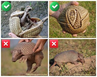 ONG convoca popula&ccedil;&atilde;o a mapear ocorr&ecirc;ncia e desaparecimento do tatu-bola