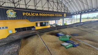 PRF apreende 3 toneladas de maconha enterrada em carga de soja que saiu de MS