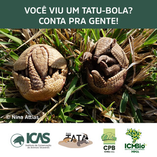 ONG convoca popula&ccedil;&atilde;o a mapear ocorr&ecirc;ncia e desaparecimento do tatu-bola