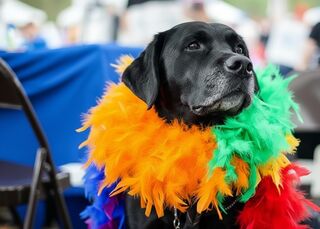 Carnaval não é lugar de cachorro e seu pet pode entrar em colapso