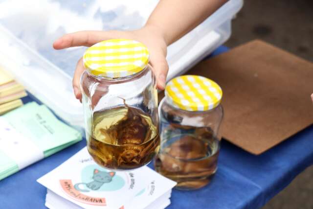 V&iacute;rus da raiva circula em morcegos, mas &uacute;ltimo caso humano foi h&aacute; 11 anos em MS