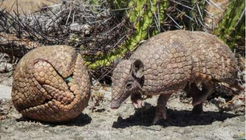 ICAS convoca popula&ccedil;&atilde;o a mapear ocorr&ecirc;ncia e desaparecimento do tatu-bola