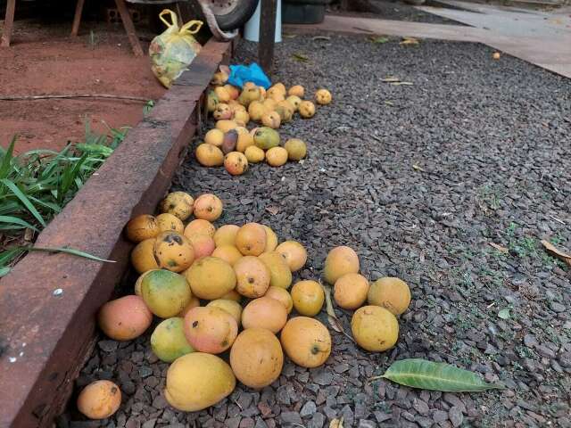 Funcion&aacute;rio leva choque ao catar manga em p&aacute;tio, mas perde indeniza&ccedil;&atilde;o