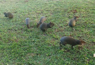 O&aacute;sis de frescor e natureza, Jardim Veraneio sofre com falta de infraestrutura