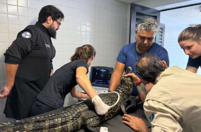 Check-up semestral monitora sa&uacute;de de jacar&eacute;s no Bioparque Pantanal
