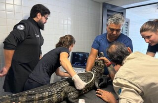 Check-up semestral monitora sa&uacute;de de jacar&eacute;s no Bioparque Pantanal