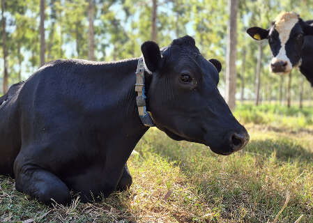Gado puxa alta e pecu&aacute;ria fecha 2025 com n&uacute;meros robustos
