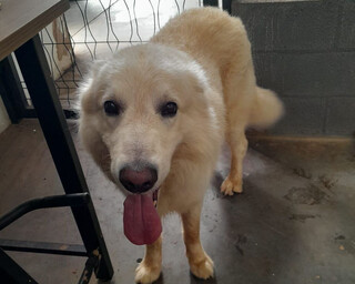 Cachorro da ra&ccedil;a golden &eacute; encontrado sem identifica&ccedil;&atilde;o e aguarda dono no Dracco