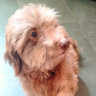 Fam&iacute;lia procura poodle Prince desaparecido h&aacute; 3 dias na Capital