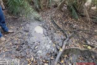 Invas&atilde;o de javalis amea&ccedil;a Rio Mimoso em Bonito