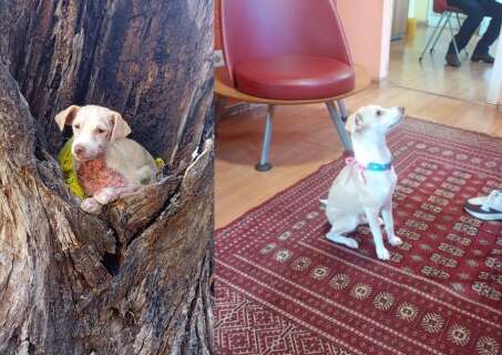 Nina foi resgatada com sarna e agora espera um lar cheio de amor