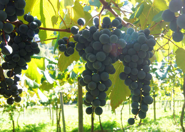 Uvas mais resistentes chegam para reduzir perdas e modernizar produ&ccedil;&atilde;o de vinhos