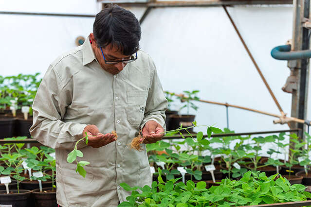 Bioinsumos avan&ccedil;am no campo e aumentam produtividade da soja em at&eacute; 8%