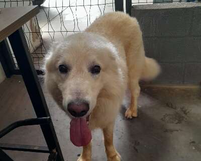 Cachorro da ra&ccedil;a golden &eacute; encontrado sem identifica&ccedil;&atilde;o e aguarda dono no Dracco