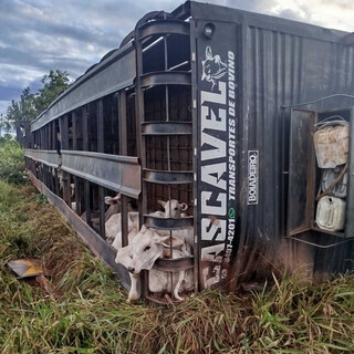 Caminhão tomba com bois e motorista morre esmagado por cabine na BR-158 Caminhão tomba com bois e motorista morre esmagado por cabine na BR-158