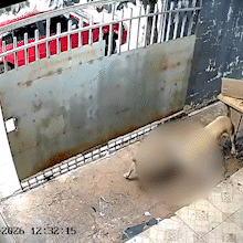 C&acirc;mera registra pitbulls invadindo casa e matando cadelinha no Nova Lima