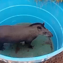 Anta cai em caixa d'&aacute;gua e &eacute; resgatada na Capital