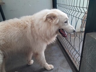 Cachorro da ra&ccedil;a golden &eacute; encontrado sem identifica&ccedil;&atilde;o e aguarda dono no Dracco