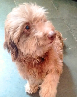 Fam&iacute;lia procura poodle Prince desaparecido h&aacute; 3 dias na Capital