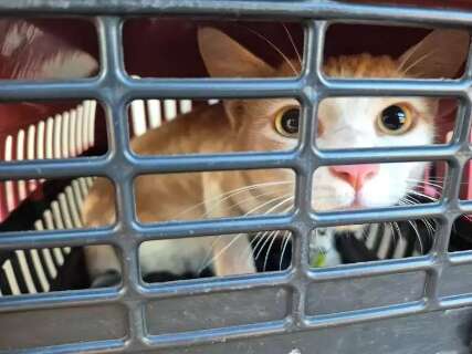 Castra&ccedil;&atilde;o de gatos pausa no Carnaval e retorna dia 19