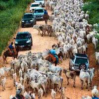 Entre paisagem e tradi&ccedil;&atilde;o, comitiva cruza Estrada Parque do Pantanal