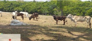 Fazendeiro de MS &eacute; multado em mais de meio milh&atilde;o por maus-tratos a bovinos