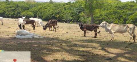Fazendeiro de MS &eacute; multado em mais de meio milh&atilde;o por maus-tratos a bovinos
