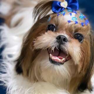 Fam&iacute;lia busca Nina, shih-tzu de 1 ano que desapareceu na Capital