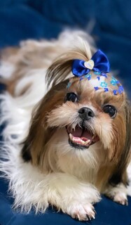 Fam&iacute;lia busca Nina, shih-tzu de 1 ano que desapareceu na Capital