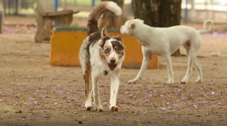Carnaval exige aten&ccedil;&atilde;o redobrada para evitar estresse e riscos &agrave; sa&uacute;de dos pets