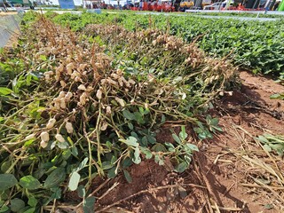 Com R$ 30 milh&otilde;es, ind&uacute;stria de amendoim vai se instalar em Nova Alvorada do Sul