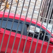 V&iacute;deo mostra motorista abandonando c&atilde;ozinho na rua: "desumano", diz moradora