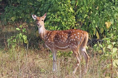 Cervo asi&aacute;tico &eacute; avistado no Pantanal e acende alerta entre pesquisadores