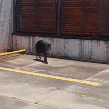  Queixada &eacute; resgatada no estacionamento de empresa da Capital