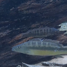 Peixe &ldquo;joaninha&rdquo; &eacute; flagrado protegendo filhotes no Rio da Prata